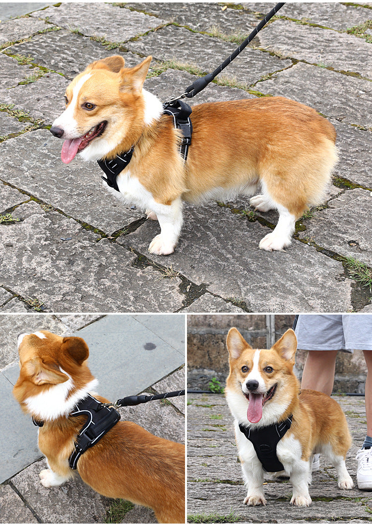 Dog wearing Lorzini no-pull reflective harness and leash on a walk