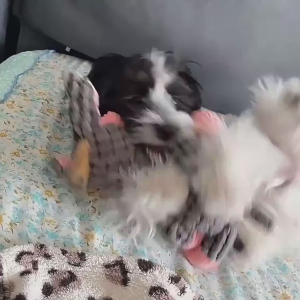 Video: Lorzini plush squeaky donkey dog toy in action
