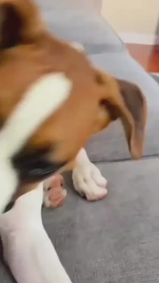 Dog playing tug-of-war and chewing with the Lorzini suction cup dog toy