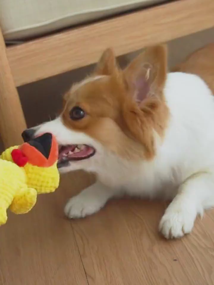 Video: a dog playing with a Lorzini squeaky plush chicken toy