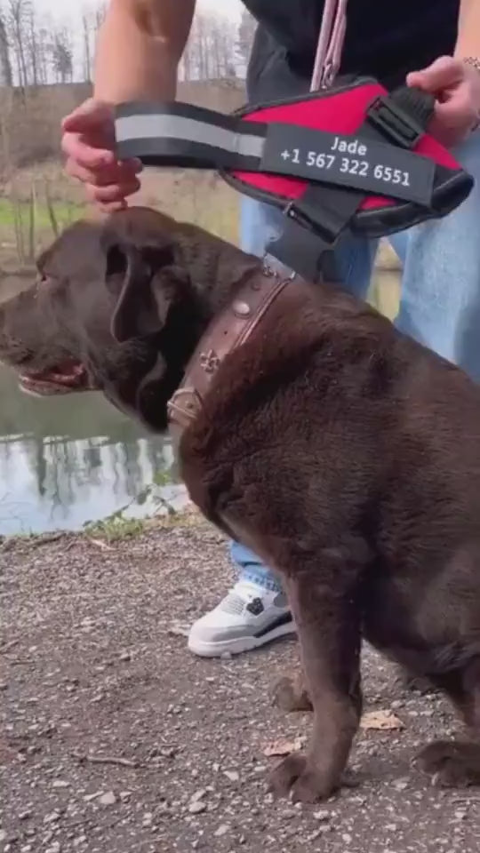 Dog enjoying a walk in the personalized Lorzini no-pull dog harness