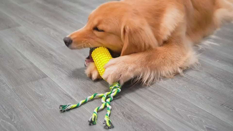 Dog chewing the green Lorzini corn toothbrush toy and tugging the rope