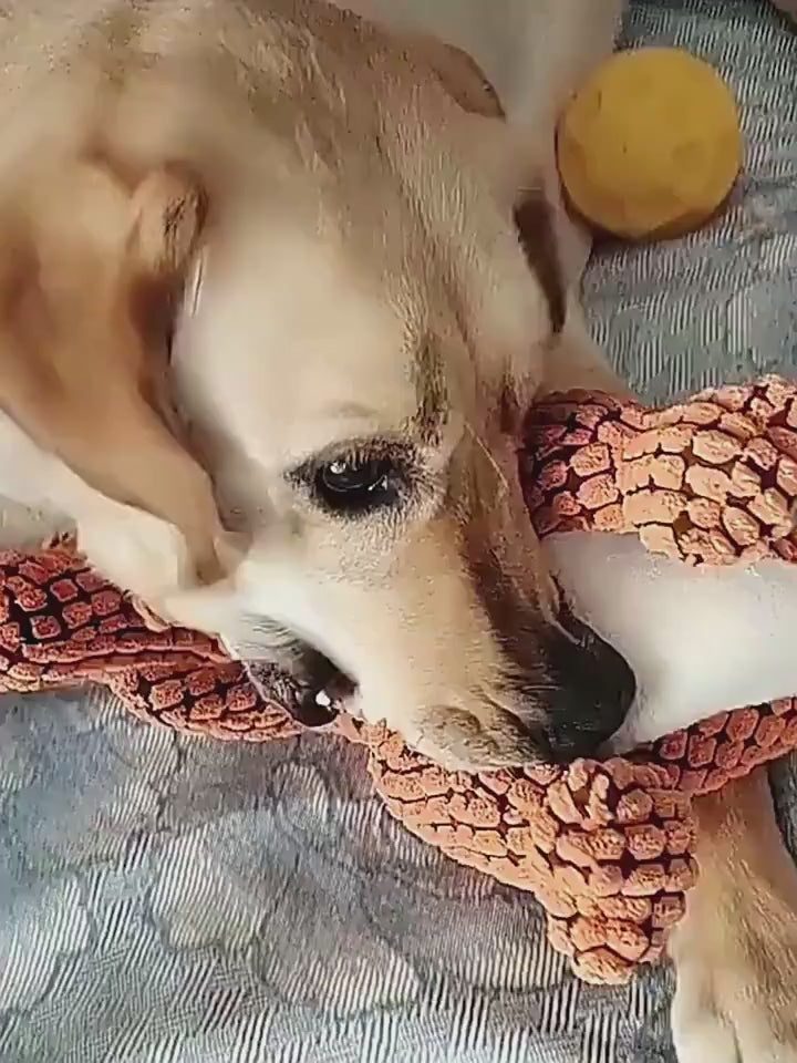 Video: dog playing with a Lorzini plush squeaky dinosaur toy